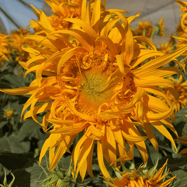 a unique sunflower - seeds are available at apnaugao