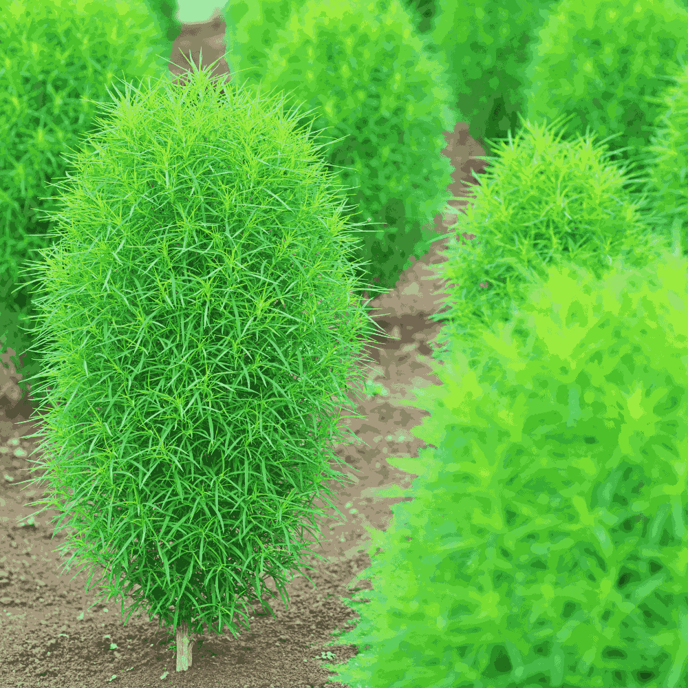 Kochia Summer Flower Seeds kochia-summer-flower-seeds