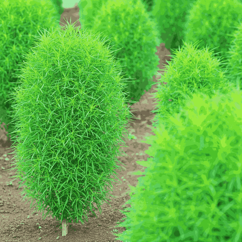 Kochia Summer Flower Seeds – Summer Bush