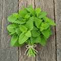 Bunch of fresh green leaves of lemon balm | apnaugao