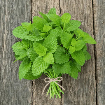 Bunch of fresh green leaves of lemon balm | apnaugao