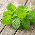 apnaugao brings ou lemon balm seeds in pakistan