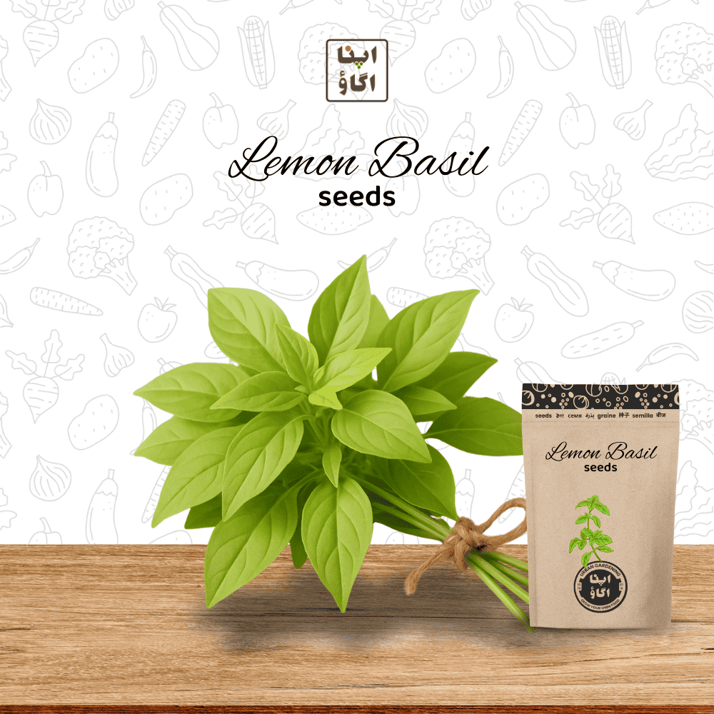 Organic Lemon Basil Seeds – Citrusy Aromatic Herb
