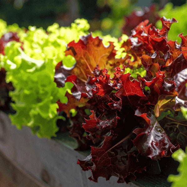Lettuce Lollo Rossa with curly red-tipped baby leaves