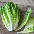 Fresh romaine lettuce with tall, crunchy green leaves