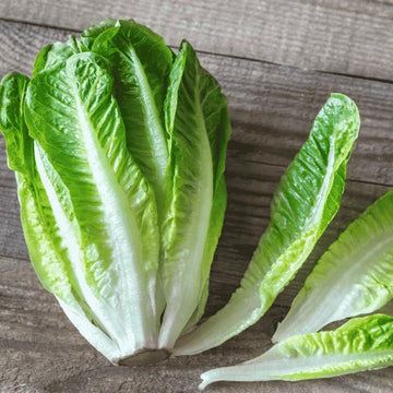 Fresh romaine lettuce with tall, crunchy green leaves