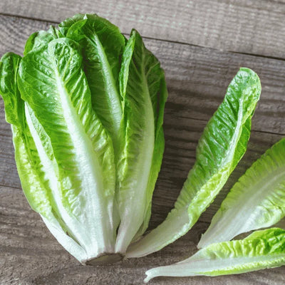 Fresh romaine lettuce with tall, crunchy green leaves