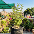 Liquorice mulethi plant growing in a grow bag on a rooftop garden in Pakistan