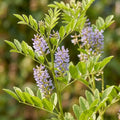 Liquorice (Glycyrrhiza glabra) plant with violet-blue flower spikes – mulethi herb seeds