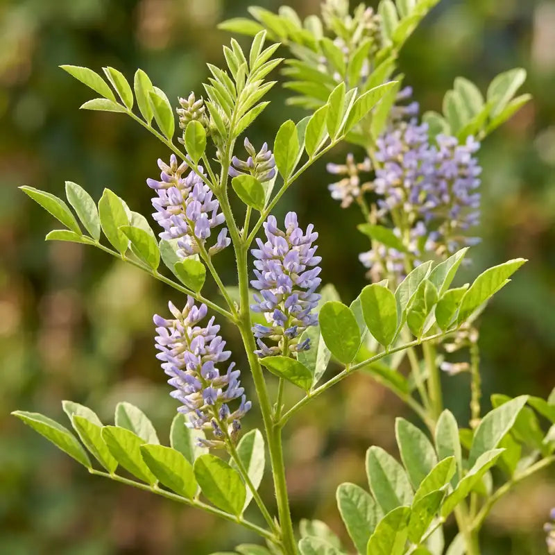 Liquorice (Glycyrrhiza glabra) plant with violet-blue flower spikes – mulethi herb seeds