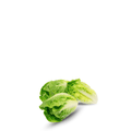 lettuce sucrine seeds lahore