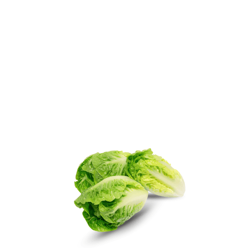 Lettuce Little Gem ( Sucrine )  Seeds – Sweet Mini Lettuce
