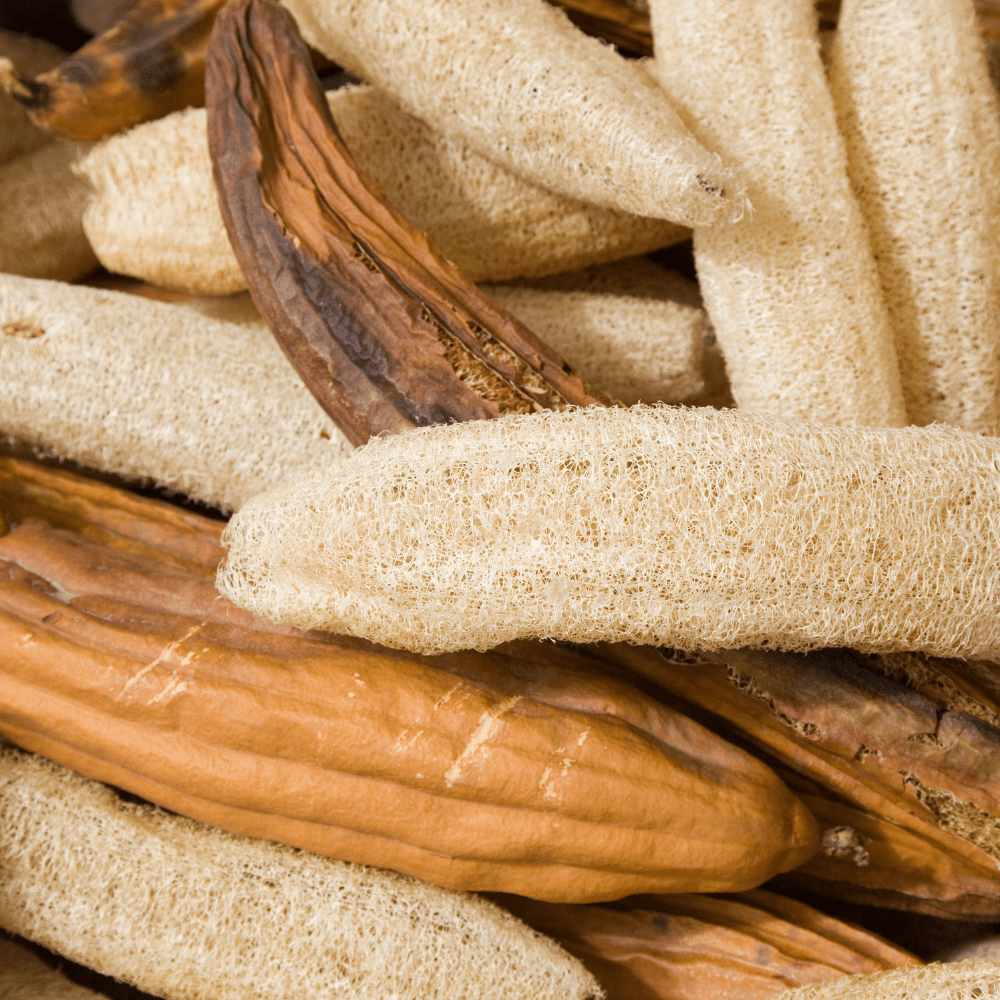 Premium luffa seeds – Perfect for home gardening and eco-friendly sponges.