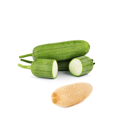 Easy-to-grow sponge gourd – Harvest for cooking or natural bath sponges.