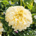 Buy African Marigold Moonlight seeds online in Pakistan – tall ivory pompon blooms for borders and cut flowers – ApnaUgao