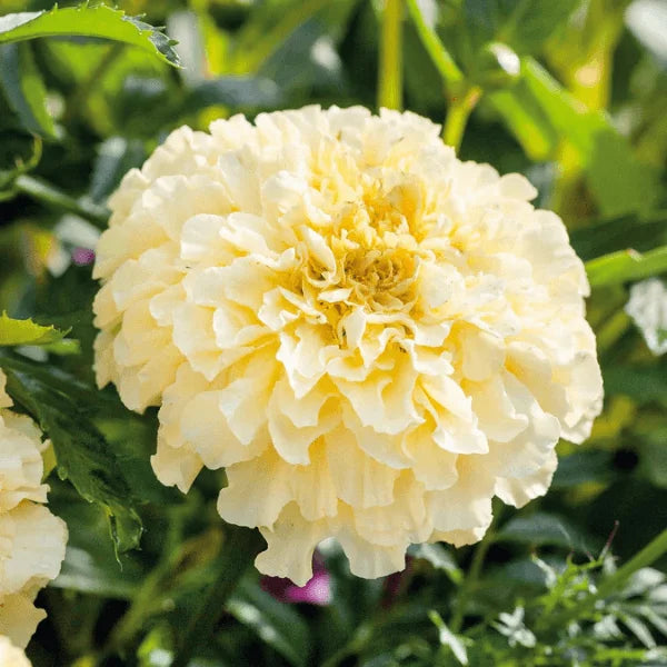 Buy African Marigold Moonlight seeds online in Pakistan – tall ivory pompon blooms for borders and cut flowers – ApnaUgao