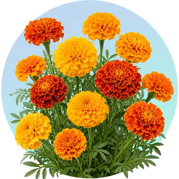 Marigold flower seeds in Pakistan