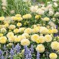 Grow white African Marigold Moonlight in Pakistani gardens – heirloom cream Tagetes erecta seeds – ApnaUgao