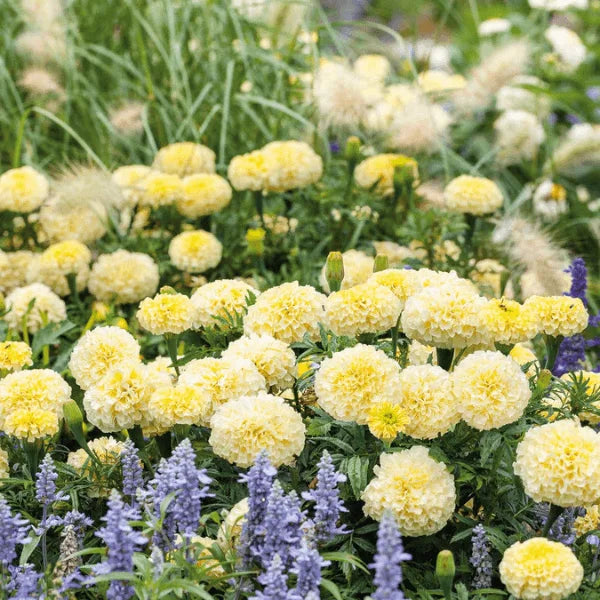 Grow white African Marigold Moonlight in Pakistani gardens – heirloom cream Tagetes erecta seeds – ApnaUgao