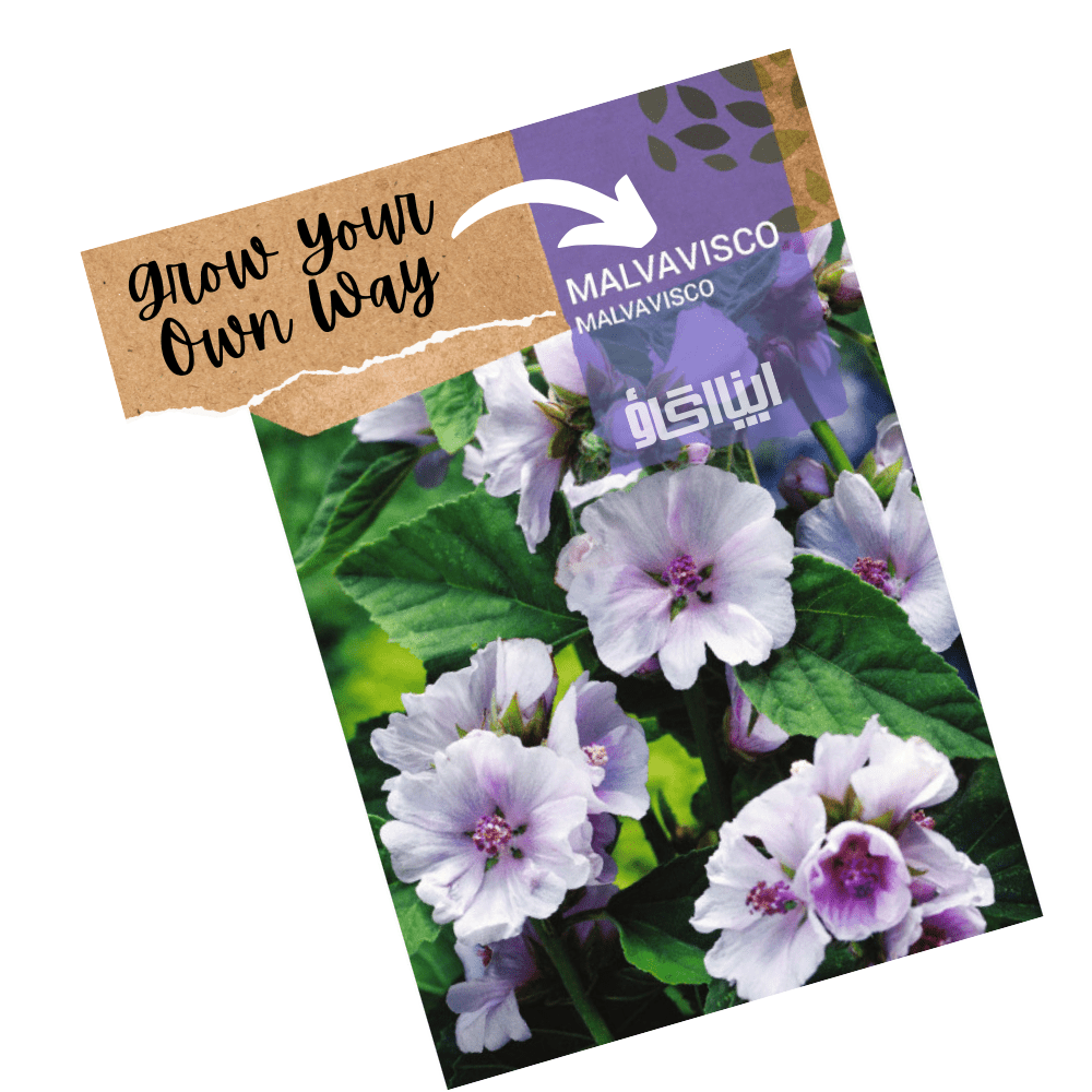Marshmallow seeds for home gardening