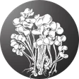 all types of sprouts, microgreens and baby leaf seeds
