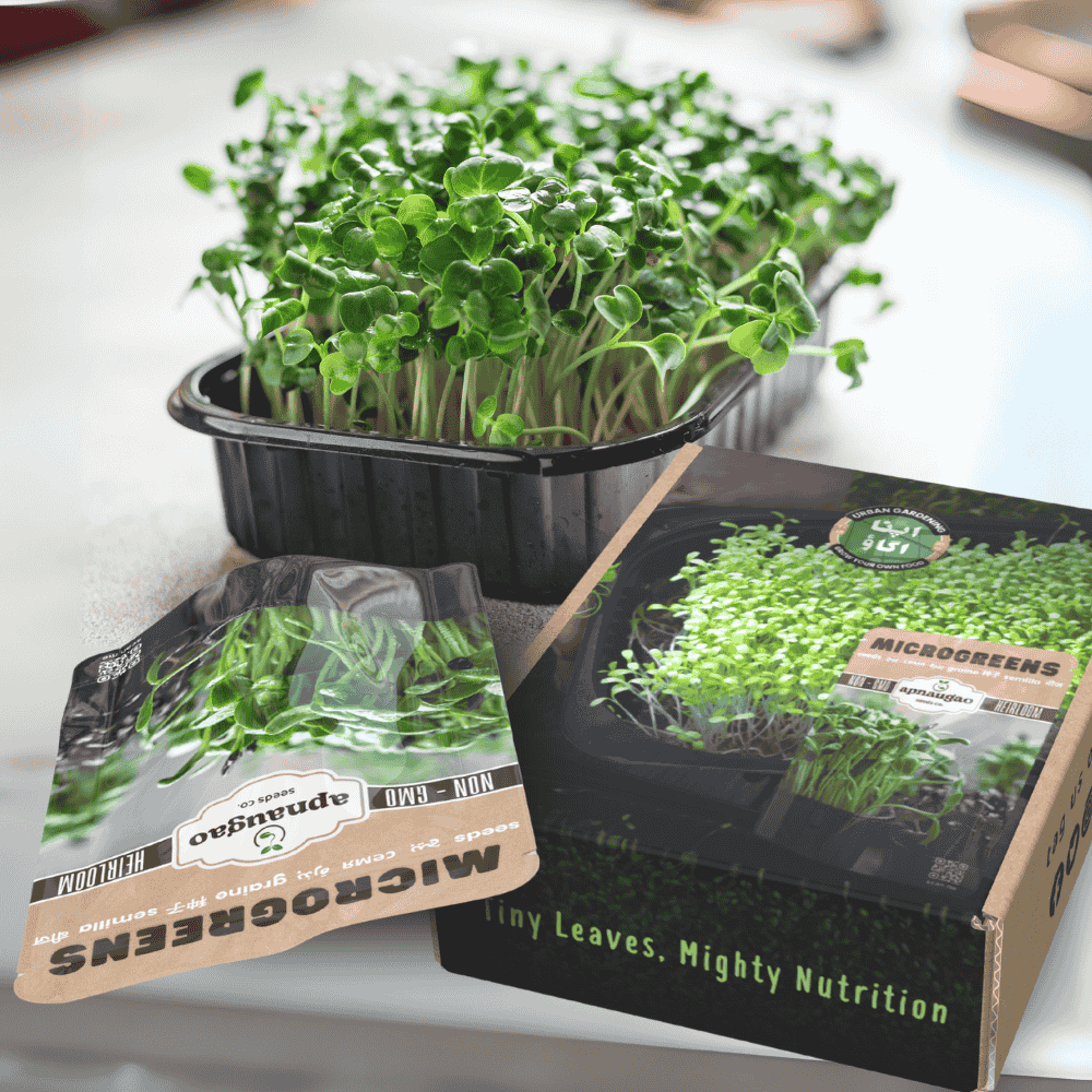 Micro Polybeans Beetroot Rosabi Microgreens Seeds – Colorful, Sweet & Healthy
