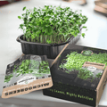 everything you need to grow microgreens
