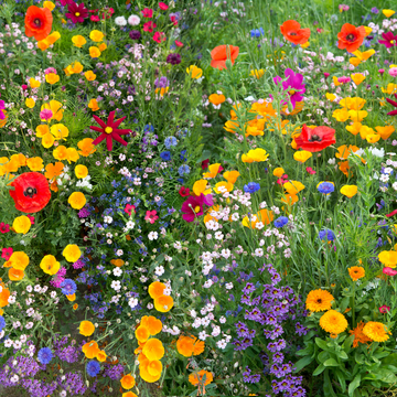 Country Flower Seeds Mix