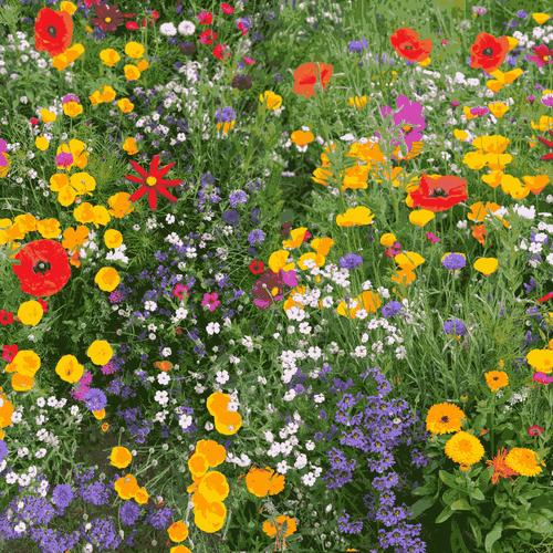 Country Flower Seeds Mix