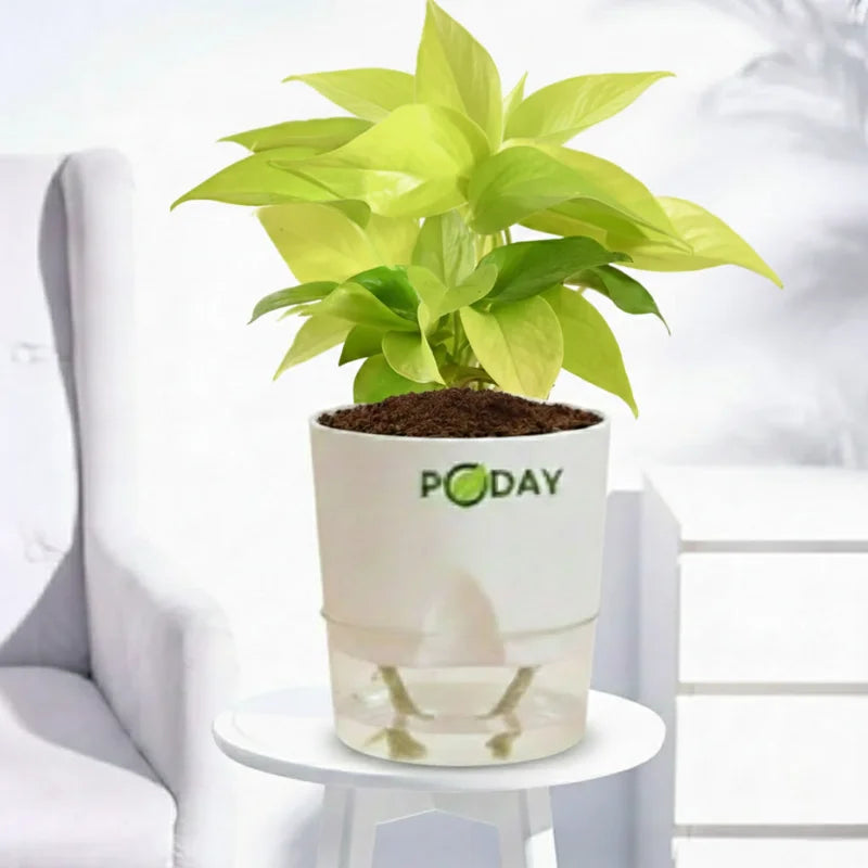 Buy Golden Money Plant –  گولڈن منی پلانٹ – lucky indoor plant in self-watering pot, best discounted deal