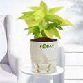 Buy Golden Money Plant –  گولڈن منی پلانٹ – lucky indoor plant in self-watering pot, best discounted deal