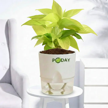 Buy Golden Money Plant –  گولڈن منی پلانٹ – lucky indoor plant in self-watering pot, best discounted deal