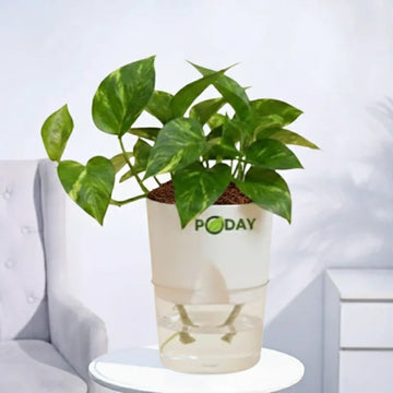 Buy Variegated Money Plant (Epipremnum aureum) – منی پلانٹ – lucky indoor plant in self-watering pot, discount price available