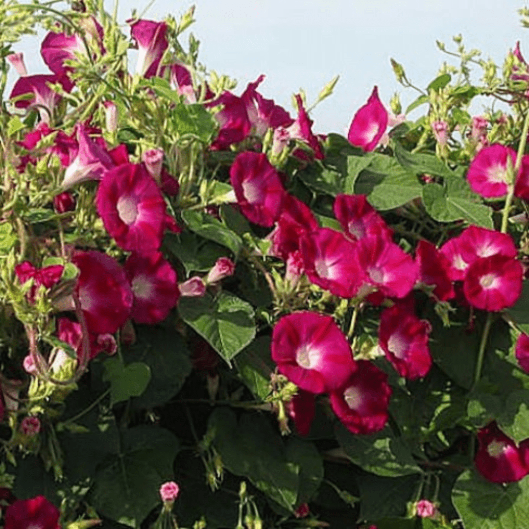 Morning Glory ‘O’Hara Trepadora Red’ Seeds