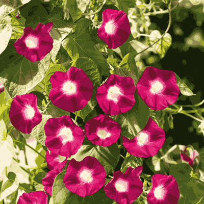 Morning Glory O'Hara Red seeds – red climbing vine flower seeds in Pakistan – ApnaUgao