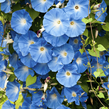 Morning Glory - Blue - Flower Seeds