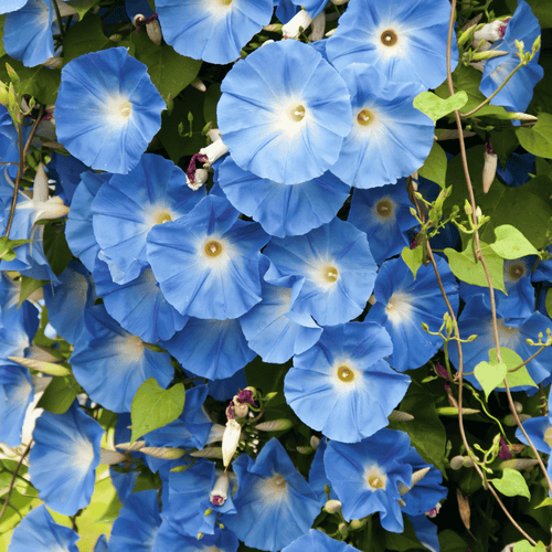 Morning Glory - Blue - Flower Seeds