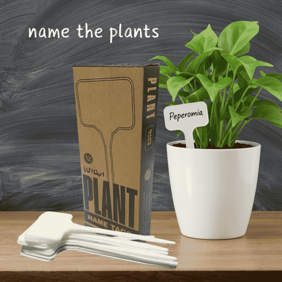 Pack of 12 plant name tags with a potted plant on a table in a living room setting.