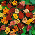 Dwarf Jewel Mix Nasturtium flowers – nasturtium seeds in Pakistan | Apnaugao