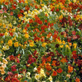Dwarf Jewel Mix Nasturtium flowers – nasturtium seeds in Pakistan | Apnaugao