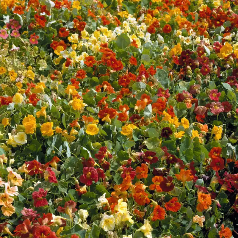 Dwarf Jewel Mix Nasturtium flowers – nasturtium seeds in Pakistan | Apnaugao
