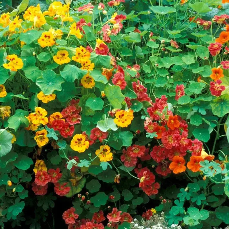 Dwarf Jewel Mix Nasturtium flowers – nasturtium seeds in Pakistan | Apnaugao