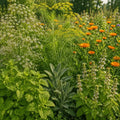 pest repellent flower seeds collection in Pakistan