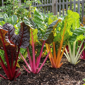 Swiss chard Rainbow Mix - Organic Seeds