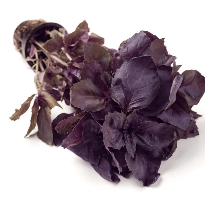 buy opal basil seeds in Pakistan