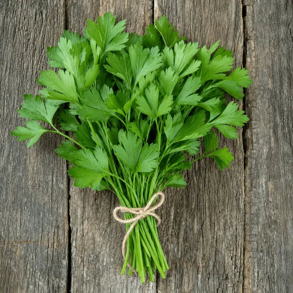 grow italian parsley in Pakistan - get seeds from apnaugao