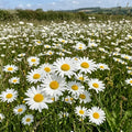 Ox-Eye Daisy flowers – daisy seeds in Pakistan | Apnaugao