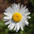 Ox-Eye Daisy flowers – daisy seeds in Pakistan | Apnaugao