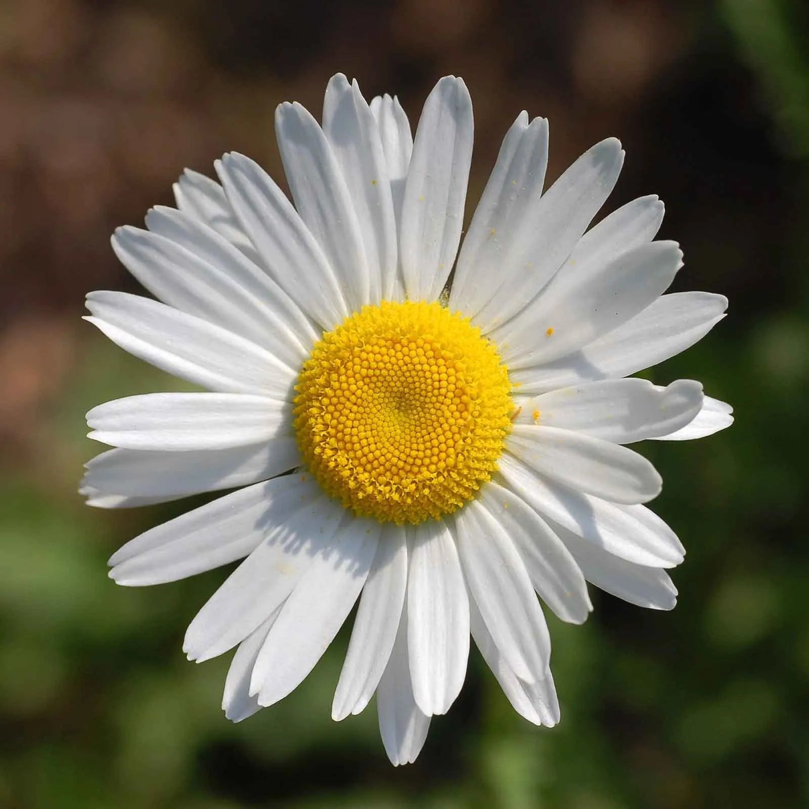 Ox-Eye Daisy flowers – daisy seeds in Pakistan | Apnaugao