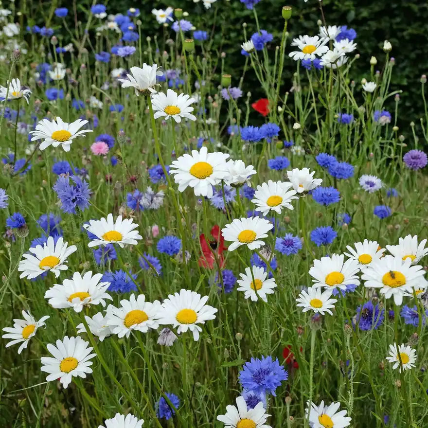 Ox-Eye Daisy flowers – daisy seeds in Pakistan | Apnaugao
